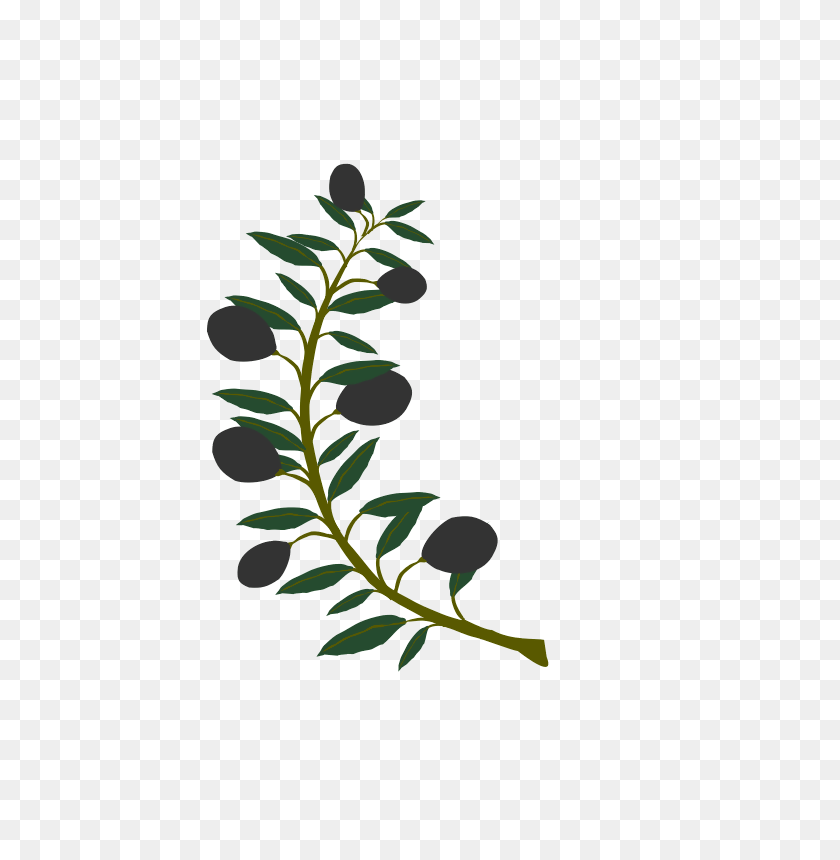566x800 Free Branch Black Png, Vector, Free Download On Heypik - Olive Tree PNG