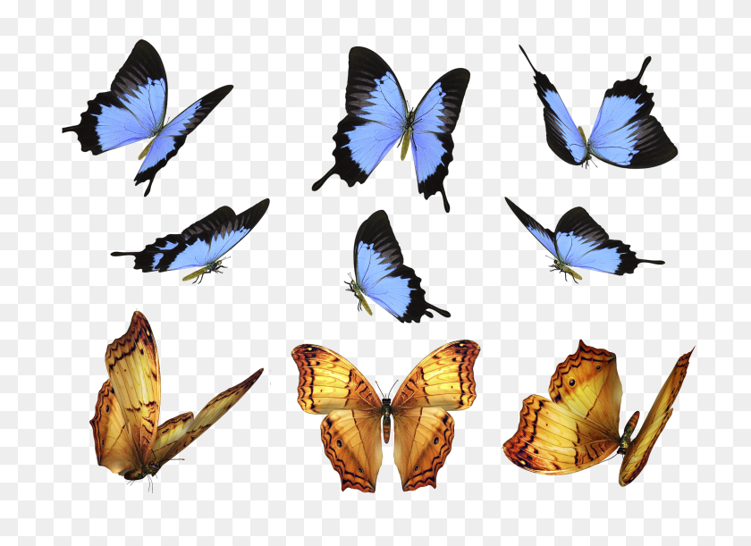 3508x2480 Free Butterfly Photo Overlays, Photography Overlays For Photoshop - Free PNG Images For Photoshop