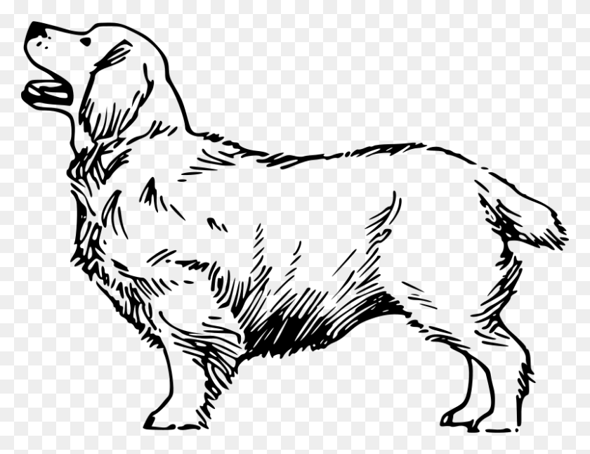 800x602 Бесплатные Картинки Кламбер - Собака Черно-Белый Клипарт