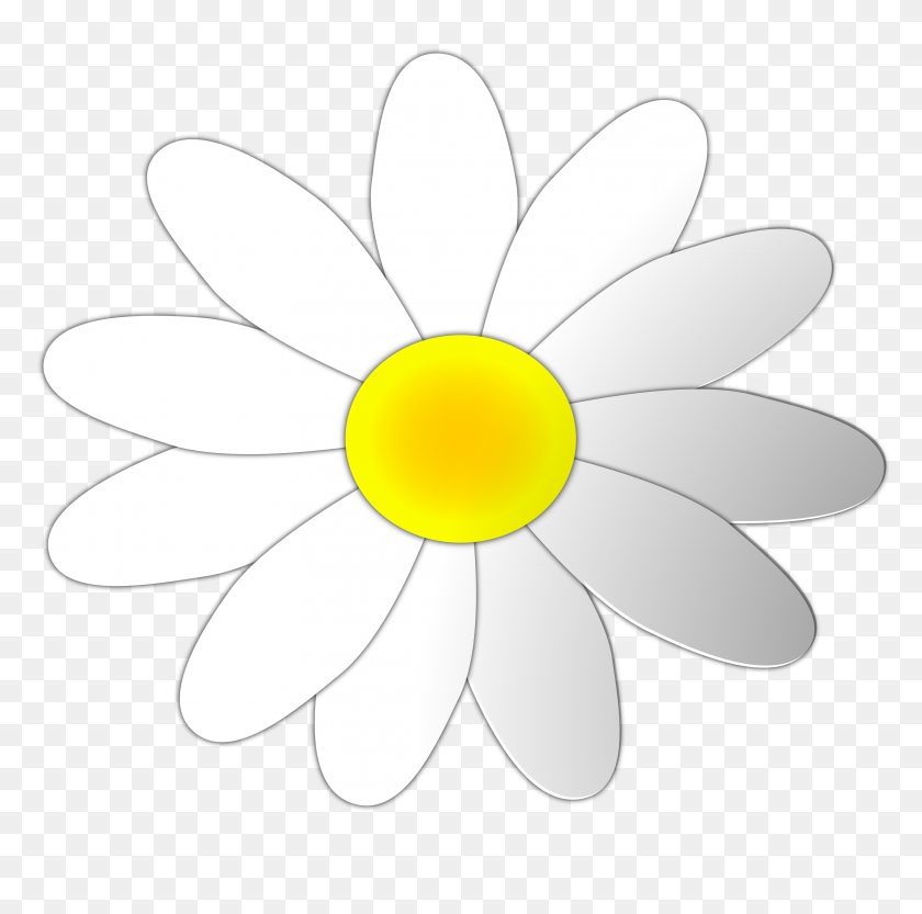 3333x3304 Free Clipart Daisy Clipart Collection - Flower Header Clipart