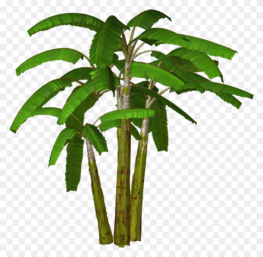 1510x1472 Free Clip Art Of Banana Tree Trees Palm Printable Clipart Images - Banana Leaf Clipart