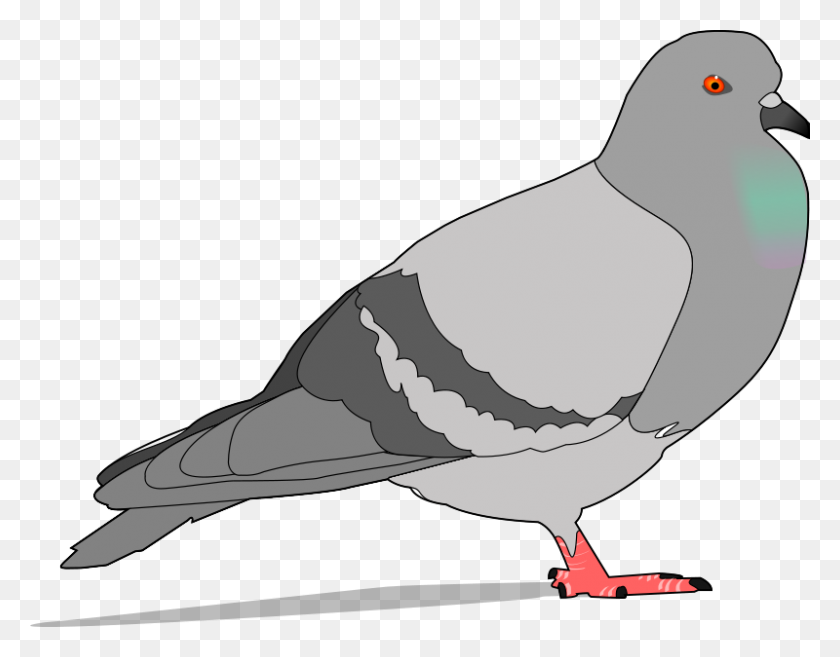 800x613 Free Clip Art Pigeon - Pigeon Clipart