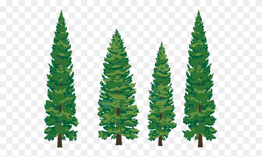555x443 Free Clip Art Pine Trees - Free Pine Tree Clip Art