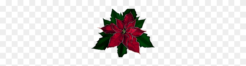 220x165 Free Clip Art Poinsettia Free Poinsettias Cliparts Download Free - Poinsettia Clipart Black And White Free