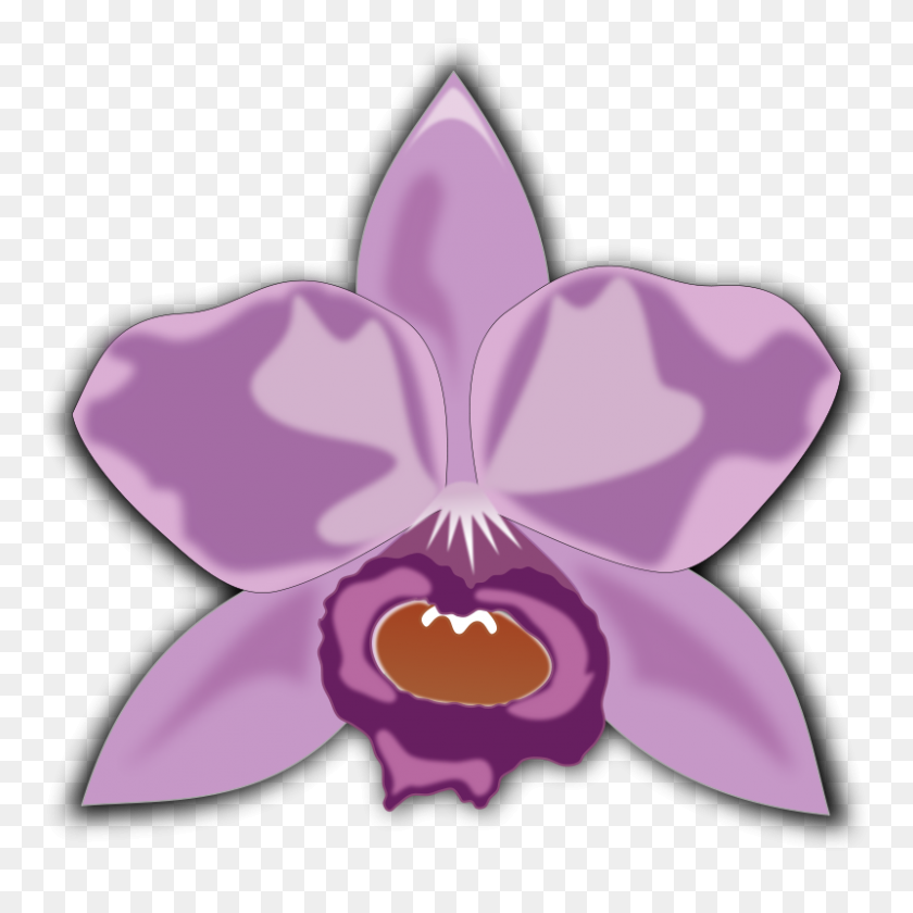 800x800 Free Clipart - Orchid Clipart