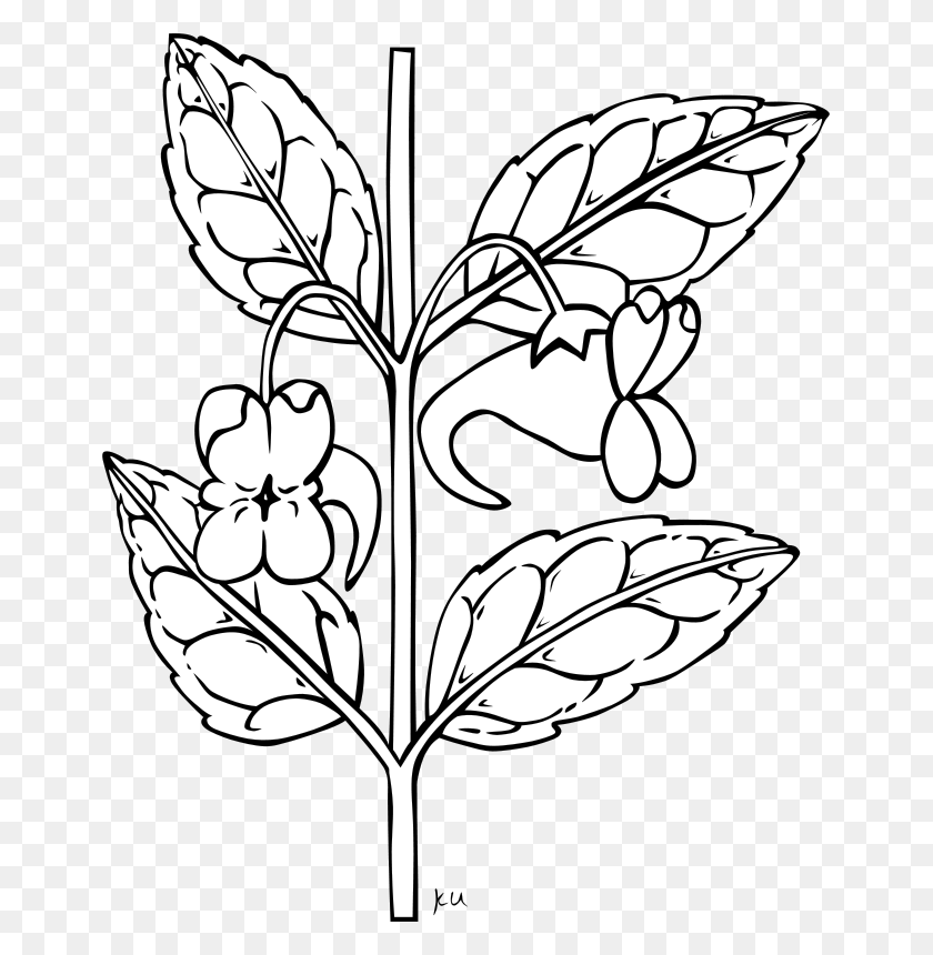 655x800 Free Clipart - Parts Of A Plant Clipart