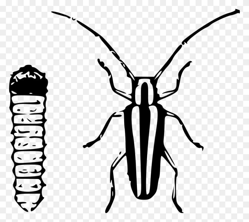 800x707 Free Clipart - Beetle Clipart Black And White
