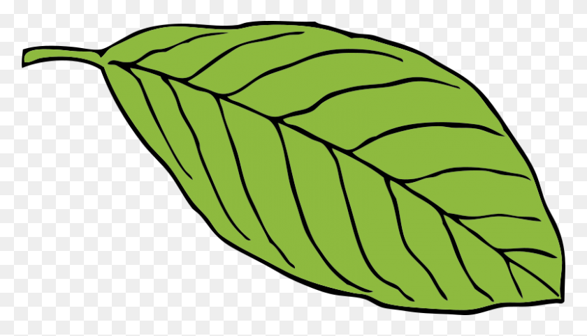 800x433 Free Clipart - Monstera Leaf Clipart