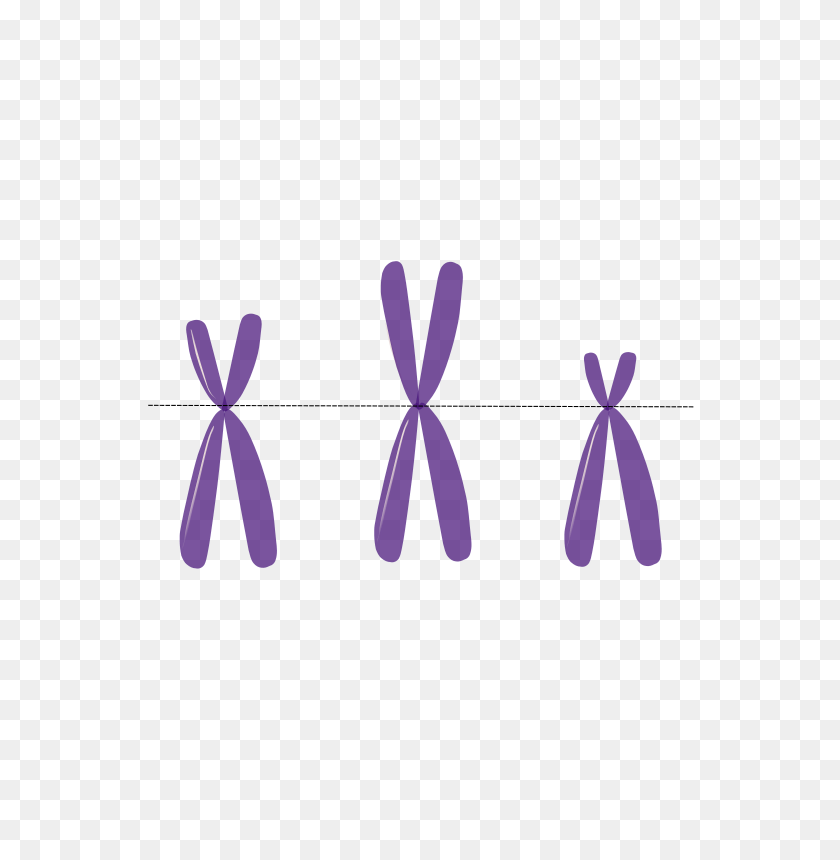 566x800 Free Clipart - Chromosome Clipart