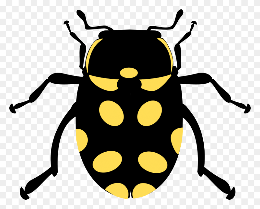 800x630 Free Clipart - June Bug Clipart
