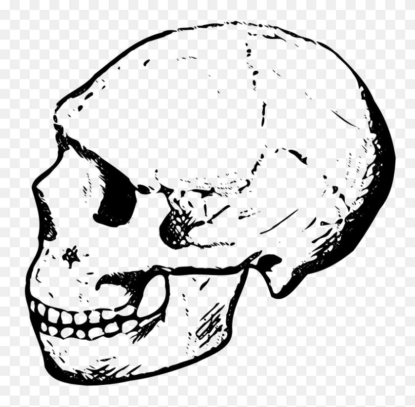 800x783 Free Clipart Amud Skull - Skull Black And White Clipart