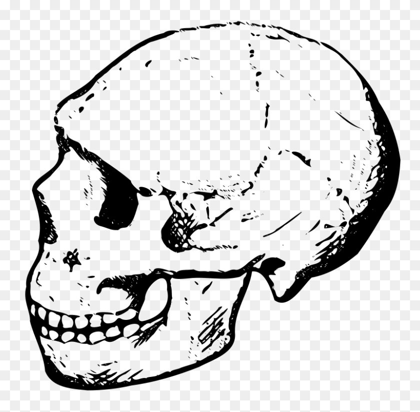 800x783 Free Clipart Amud Skull - Calavera Clipart Blanco Y Negro