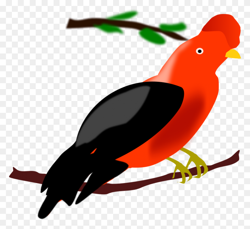 800x730 Free Clipart Andean Cock Of The Rock Miwalder Dog Stuff - Cock Clipart