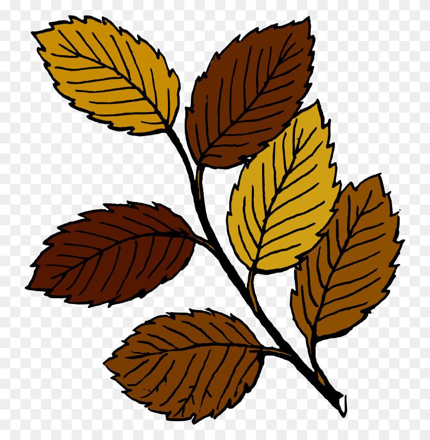 744x800 Free Clipart Autumn Leaves On Branch Tom - Leaf Branch Clip Art