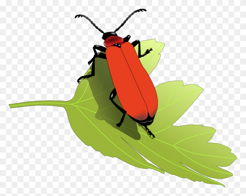 800x624 Free Clipart Cardinal Beetle - Clip Art Cardinal