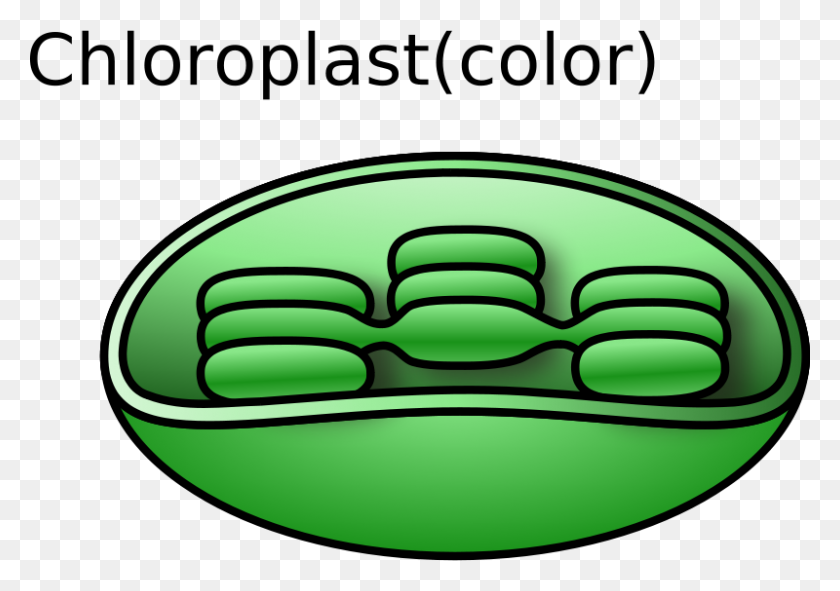 800x545 Free Clipart Chloroplast Torisan - Chloroplast Clipart