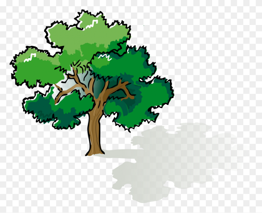 800x637 Free Clipart Colored Oak Tree - Oak Tree Clip Art