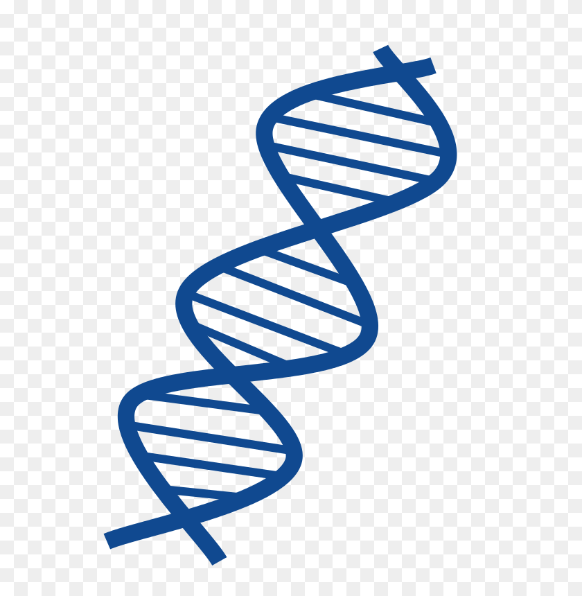 606x800 Free Clipart Dna Scout - Dna Clipart Black And White