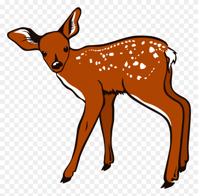 800x791 Free Clipart Fawn Freedo - Fawn Clipart