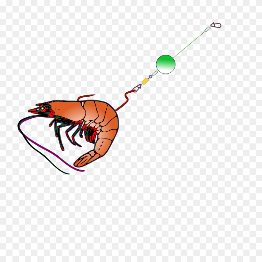 800x800 Free Clipart Fishing Bait - Shrimp Clipart Free