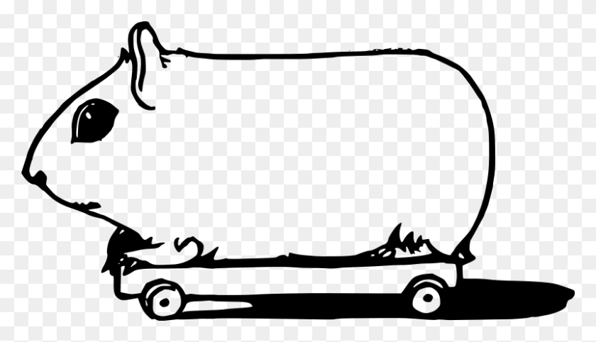 800x433 Free Clipart Guinea Pig On Wheels - Guinea Pig Clipart
