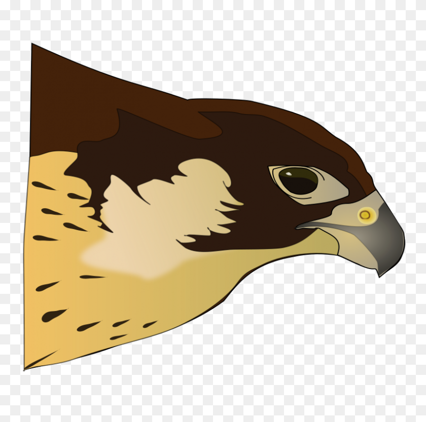 800x793 Free Clipart Hawk Antroares - Golden Eagle Clipart