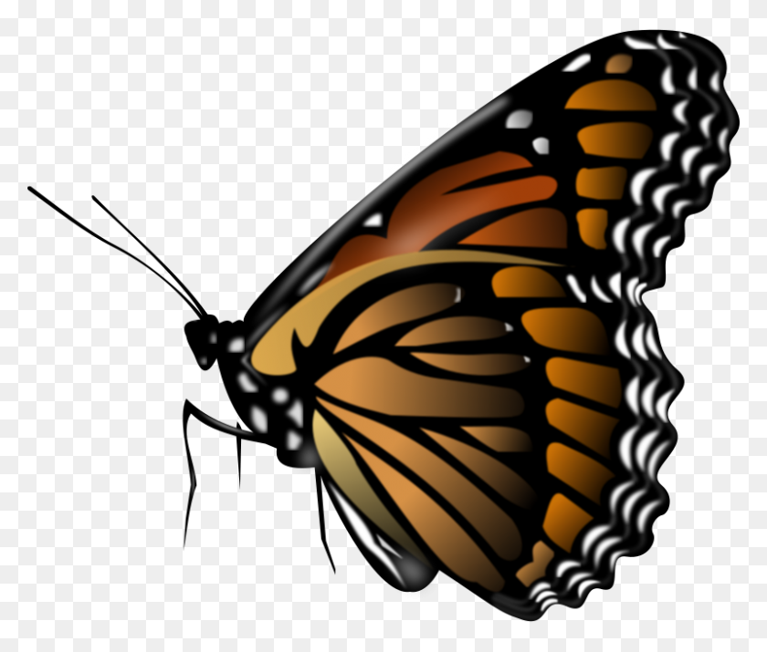 800x672 Бесплатные Клипарт Бабочка Монарх - Прозрачный Клипарт Бабочка