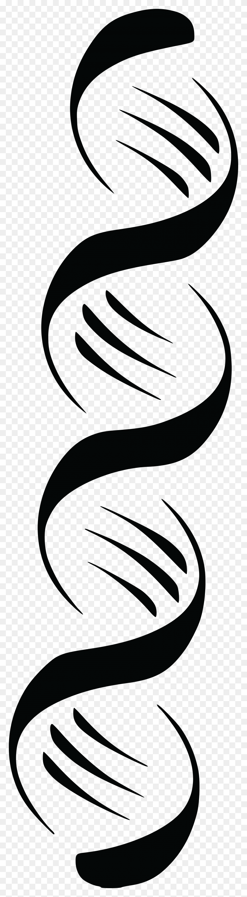 4000x15310 Free Clipart Of A Black And White Dna Double Helix Strand - Double Helix PNG