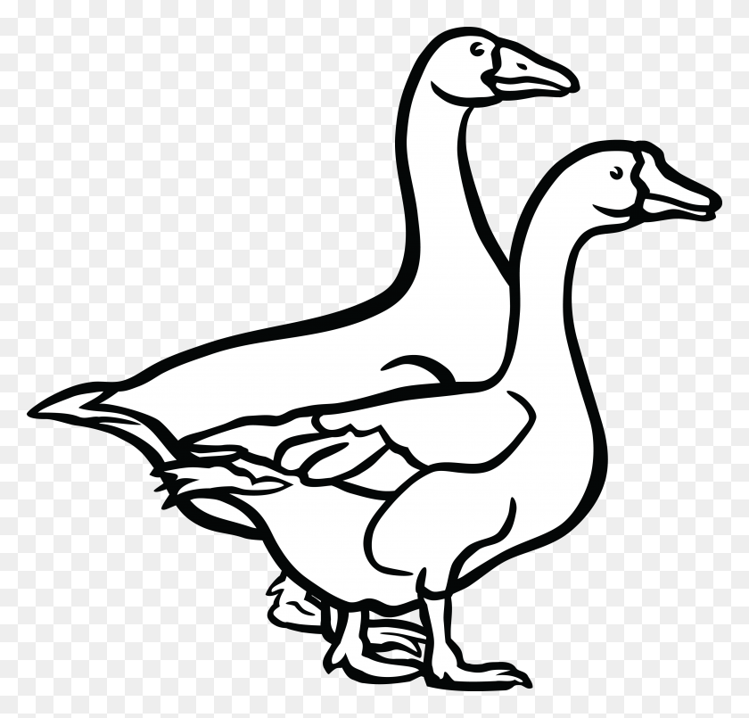 4000x3824 Free Clipart Of A Black And White Pair Of Geese - Goose PNG