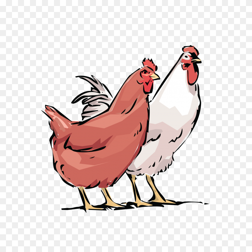 4000x4000 Free Clipart Of A Chicken Hen And Rooster - Rooster Clipart