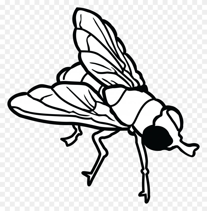 4000x4096 Free Clipart Of A Fly - Fly PNG