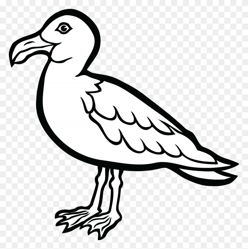 4000x4015 Free Clipart Of A Seagull Bird - Toucan Clipart Black And White