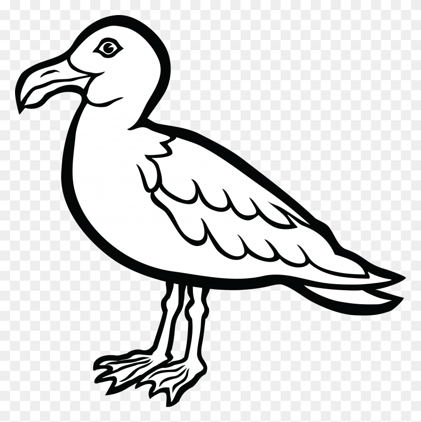 4000x4015 Clipart Gratis De Un Pájaro Gaviota - Tucán Clipart Blanco Y Negro