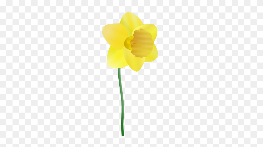 208x410 Free Clipart Of Daffodil Susan Park - Daffodil Clip Art