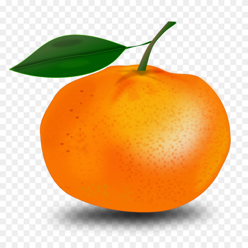 800x800 Free Clipart Orange Netalloy - Citrus Clipart