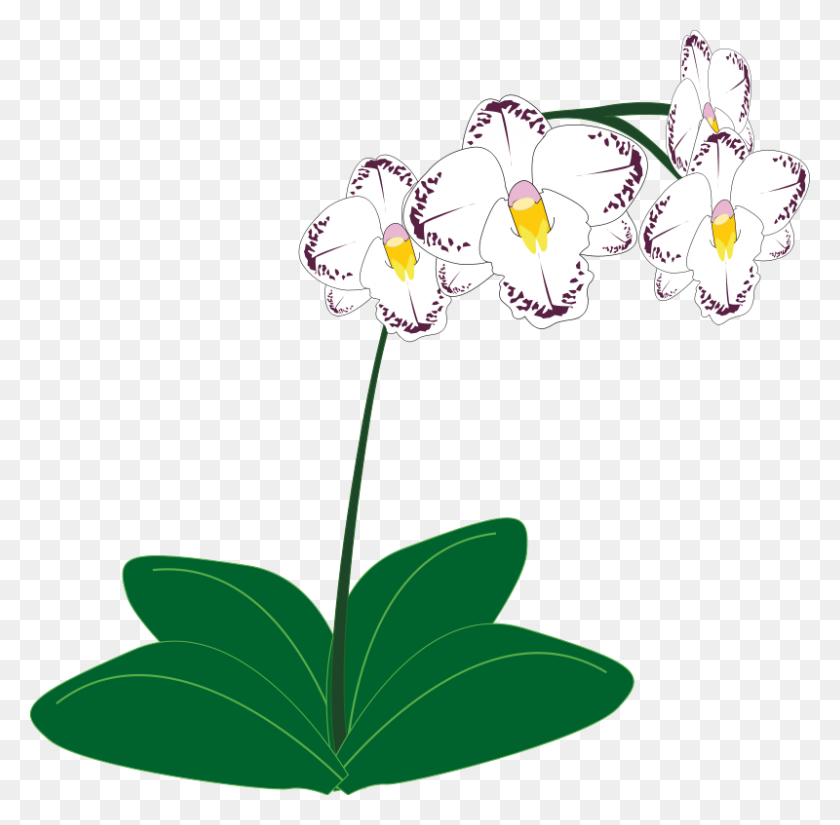 800x785 Free Clipart Orchid Presquesage - Wildflower Clipart