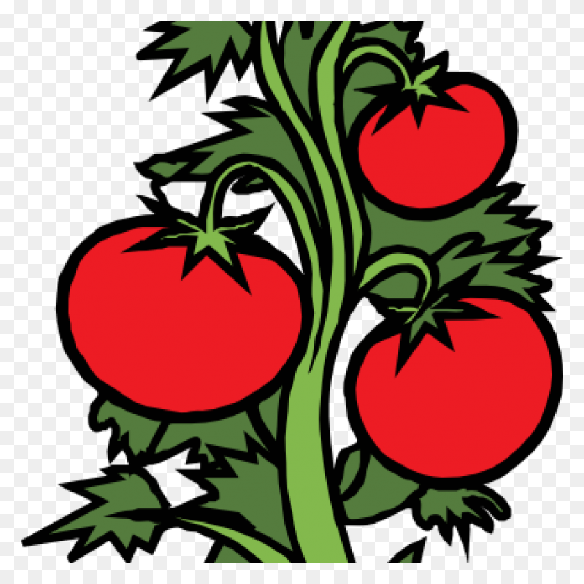 1024x1024 Free Clipart Plants Free Clipart Download - Tomato Plant Clipart