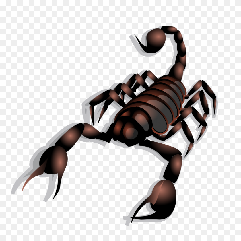 800x800 Imágenes Prediseñadas Gratis Scorpion Anonymous - Scorpion Clipart