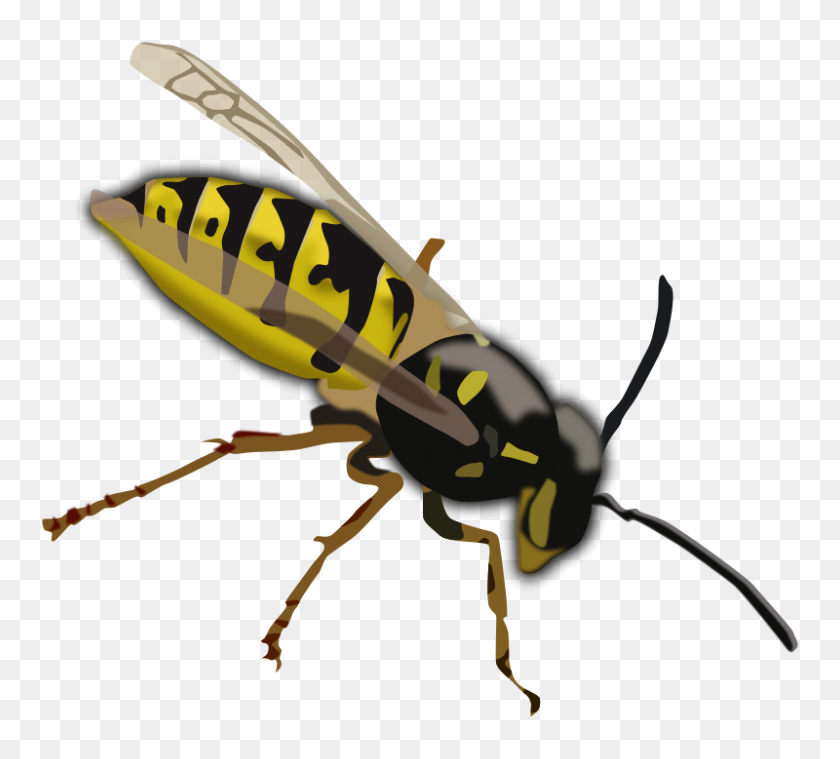 800x717 Imágenes Prediseñadas Gratis Wasp Pesasa - Wasp Clipart
