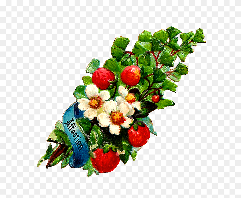 690x632 Free Flower Clip Art White - Strawberry Plant Clipart
