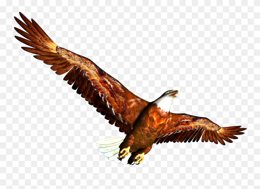 1600x1131 Free High Resolution Graphics And Clip Art Animal Png Clip Art - Eagle Clipart PNG