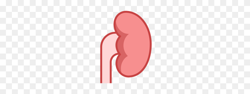 256x256 Free Kidney Icon Download Png, Formats - Kidney PNG