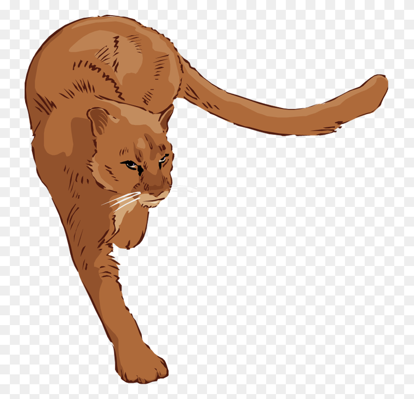 739x750 Free Lion Clipart - Cougar PNG