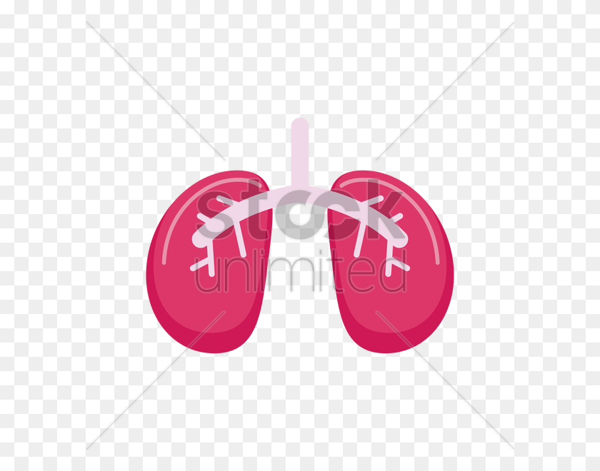 600x600 Free Lungs Vector Image - Lungs PNG