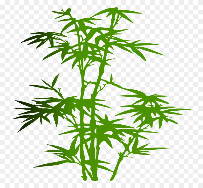 747x720 Free Photo Bamboo Plant Green Zen Japanese Tropical Leaves - Tropical Leaves PNG