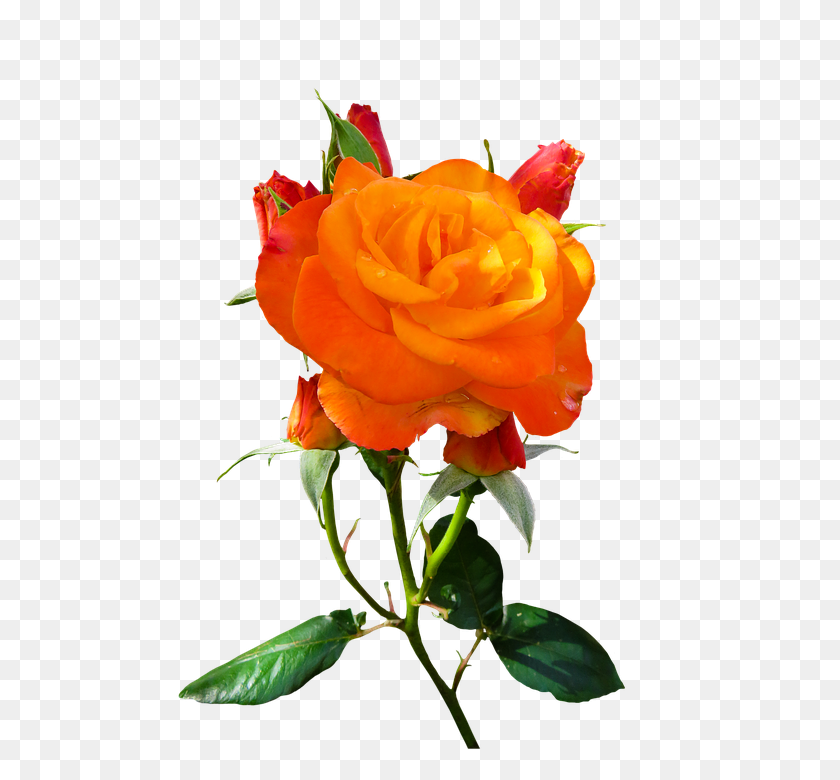 565x720 Free Photo Bloom Isolated Blossom Orange Rose Flower Nature - Rose Bush PNG