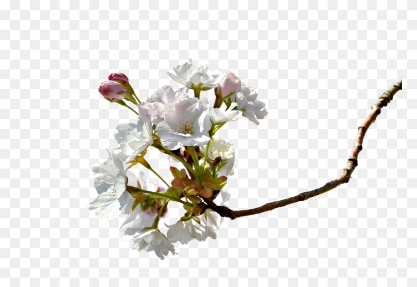 960x639 Foto Libre De La Rama De Los Cerezos En Flor De Cerezo Rama De Cerezo - Árbol De Sakura Png