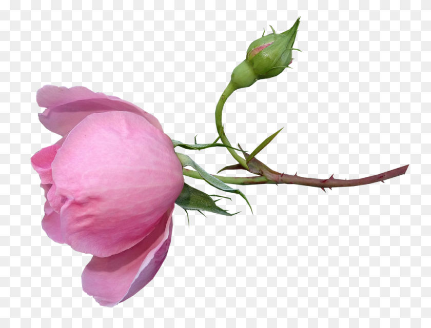 960x714 Free Photo Bud Rose Garden Nature Stem Flower - Flower Stem PNG