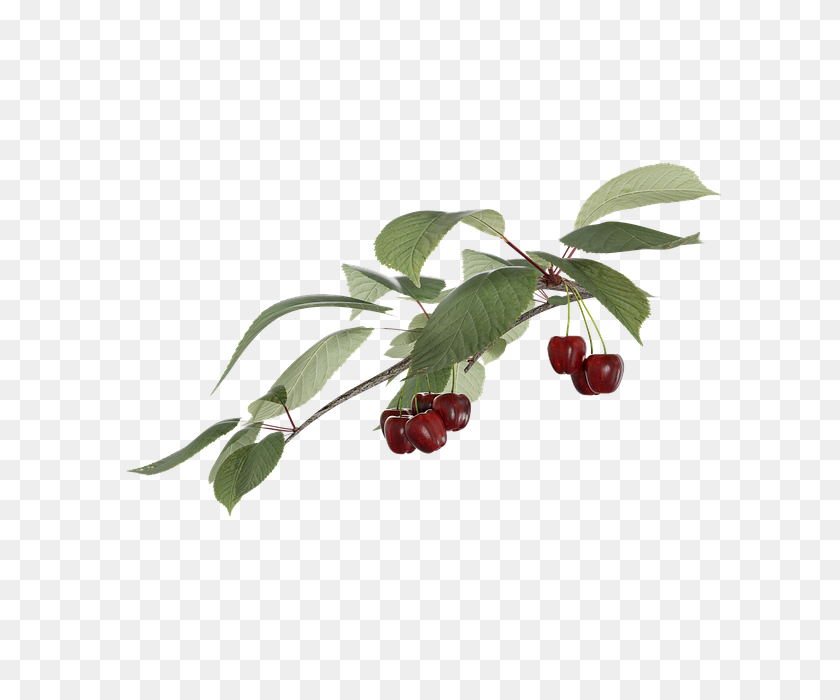 640x640 Free Photo Cherry Transparent Fruit A Branch - Fruit Tree PNG