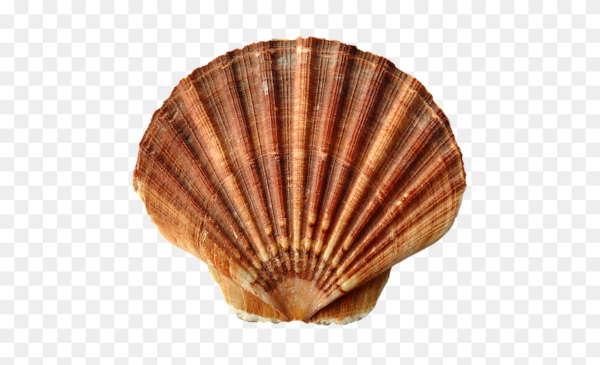 640x451 Free Photo Clam Ocean Sand Sea Shell Sea Shells Beach - Seashell PNG